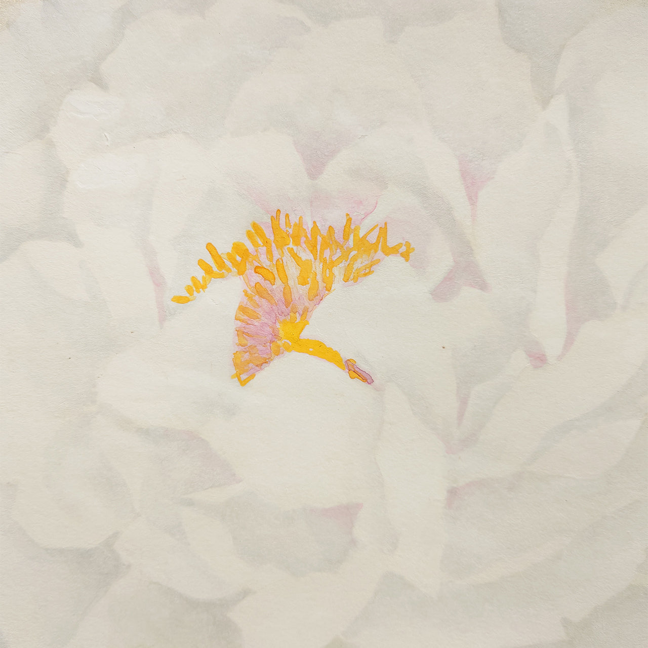 牡丹　Peony blossom