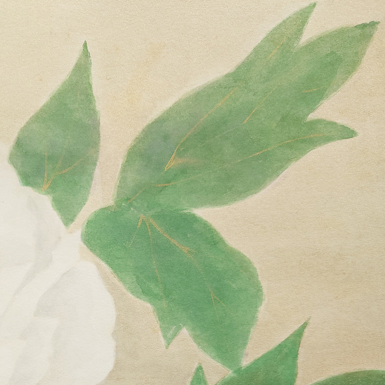 牡丹　Peony blossom