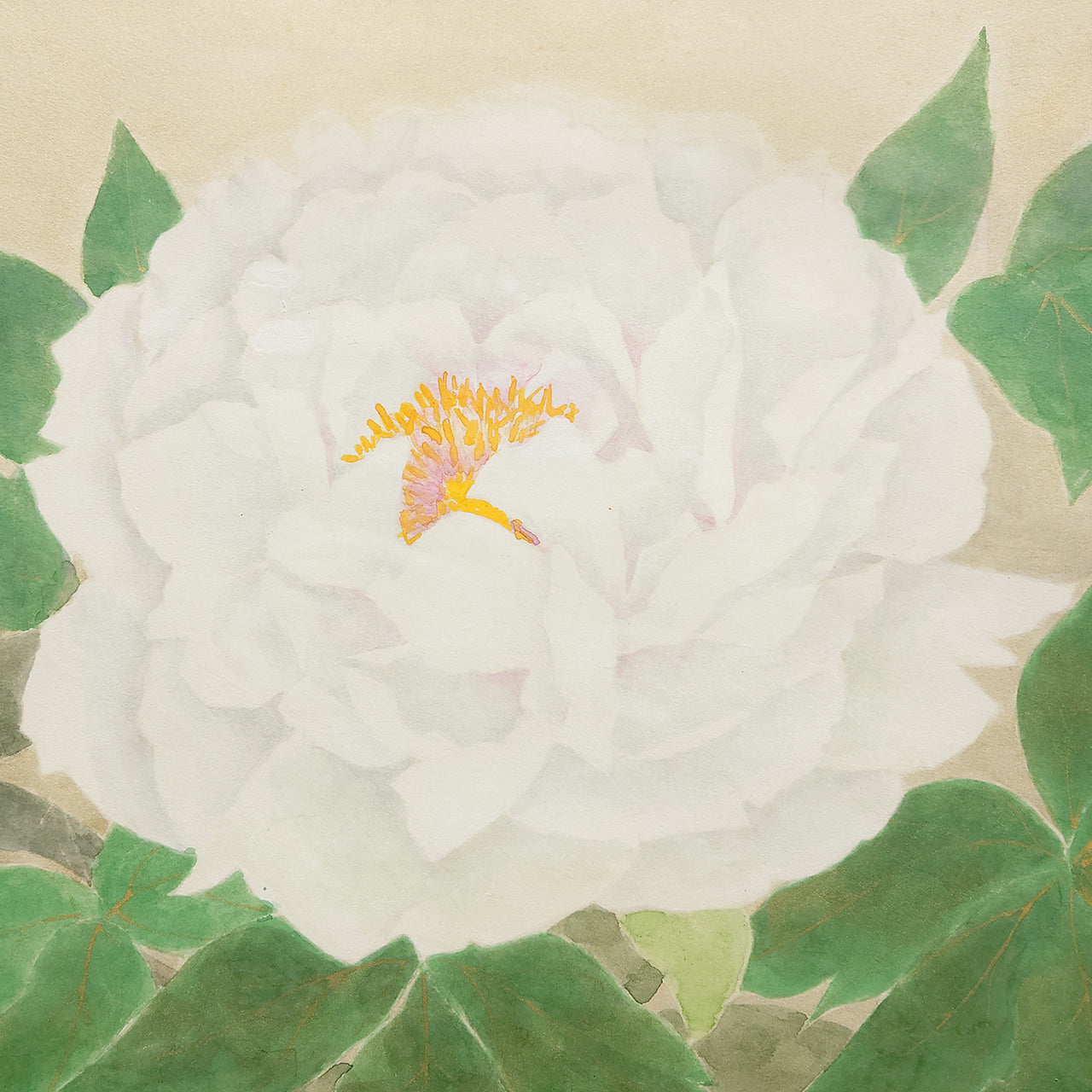 牡丹　Peony blossom