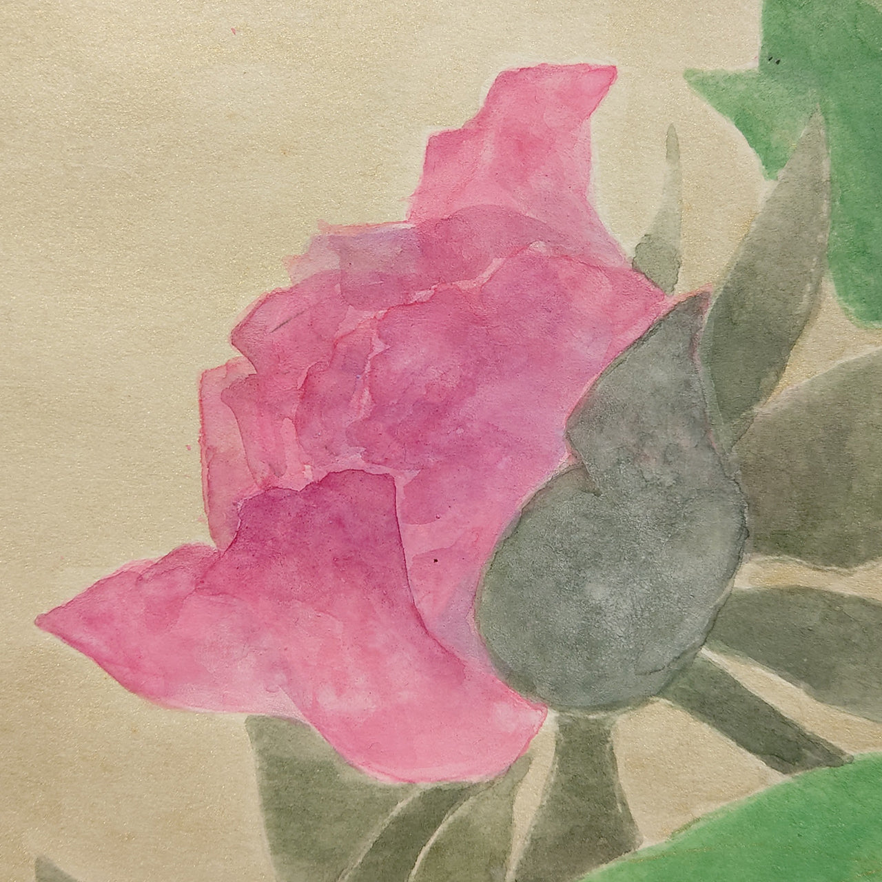 牡丹　Peony blossom