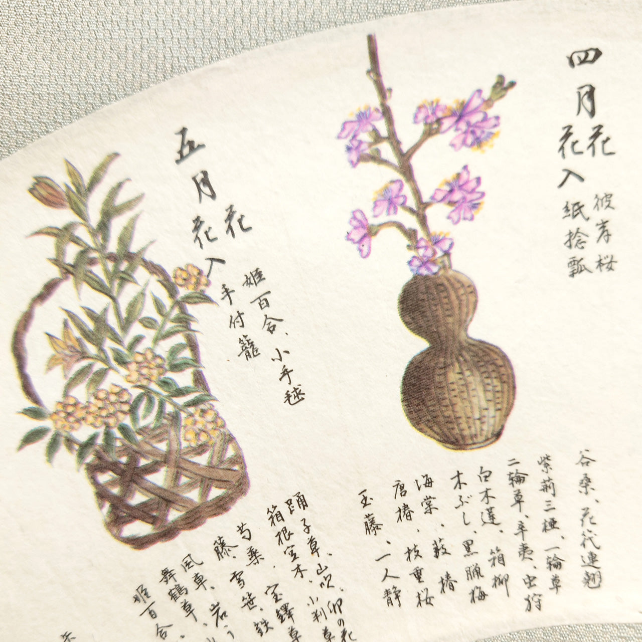 扇 茶花扇子　Seasonal Blooms