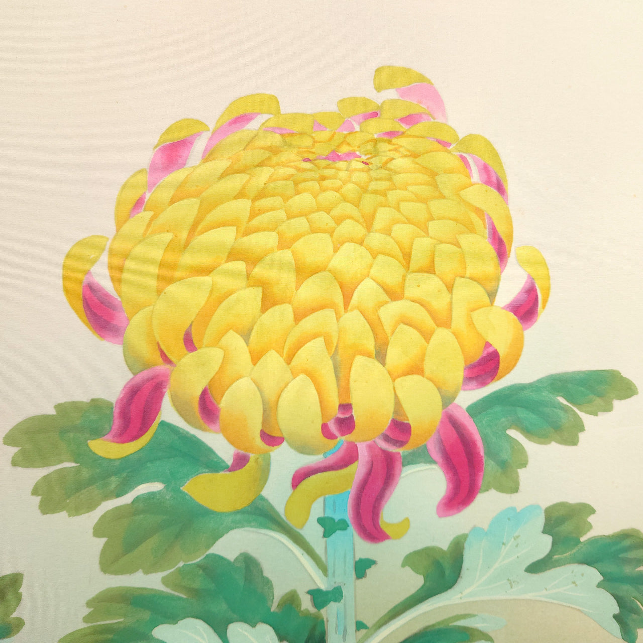 菊花　Chrysanthemum Flower　/　K