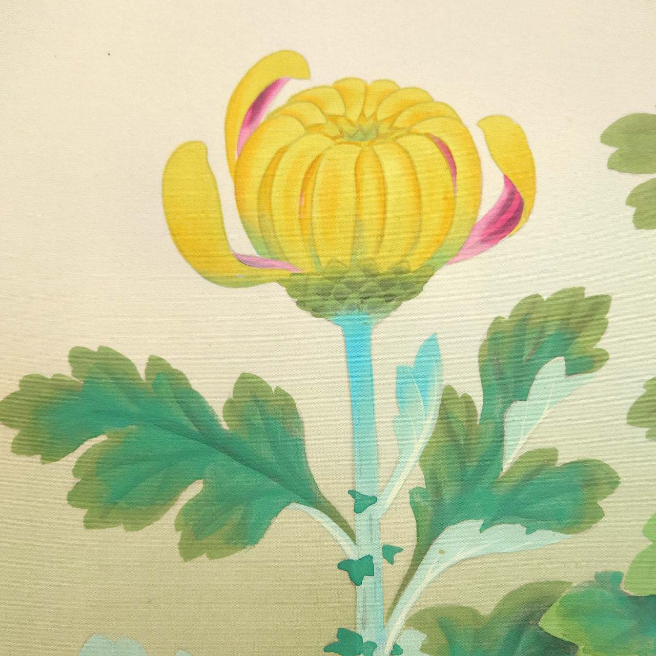 菊花　Chrysanthemum Flower　/　K