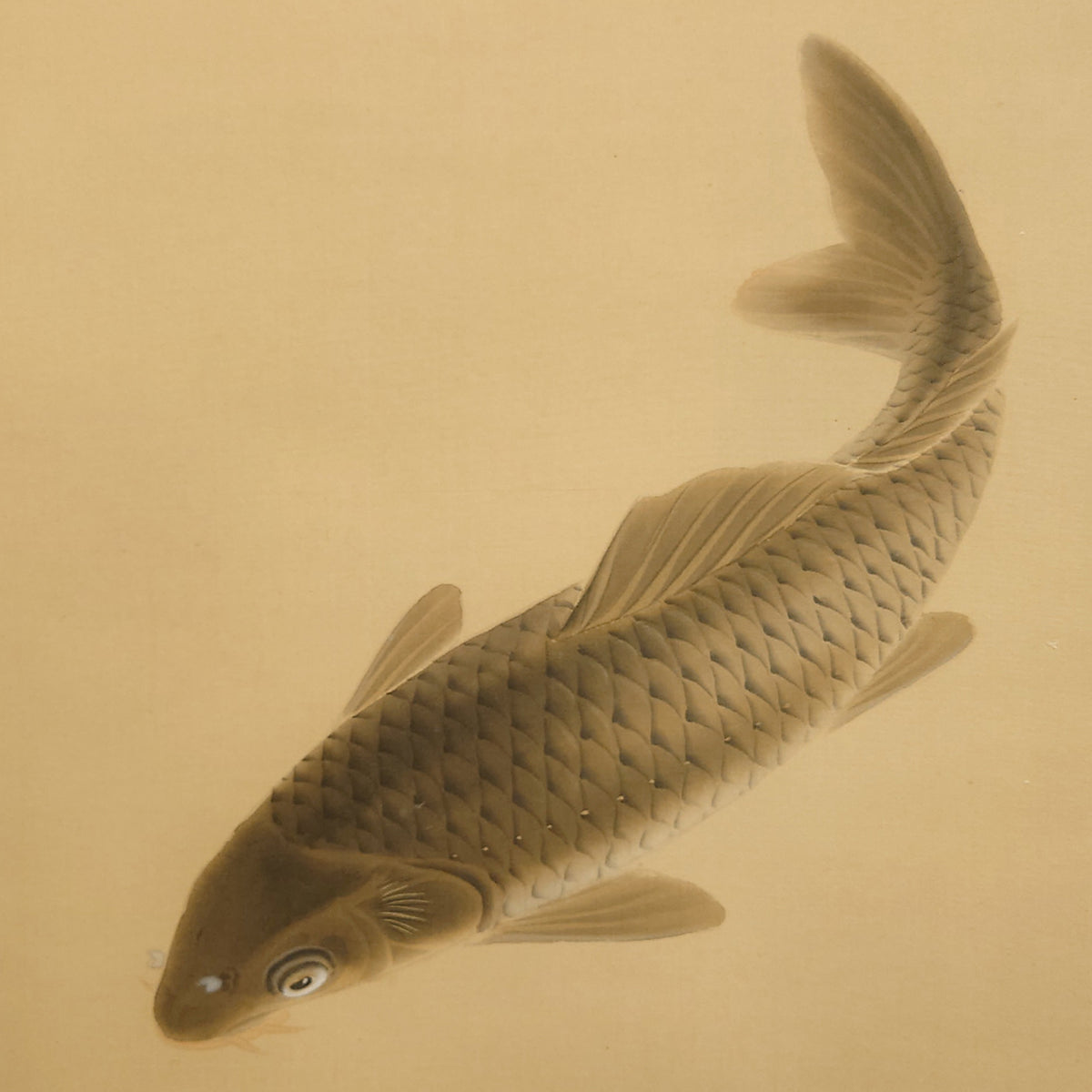 遊鯉 / Twin Carps