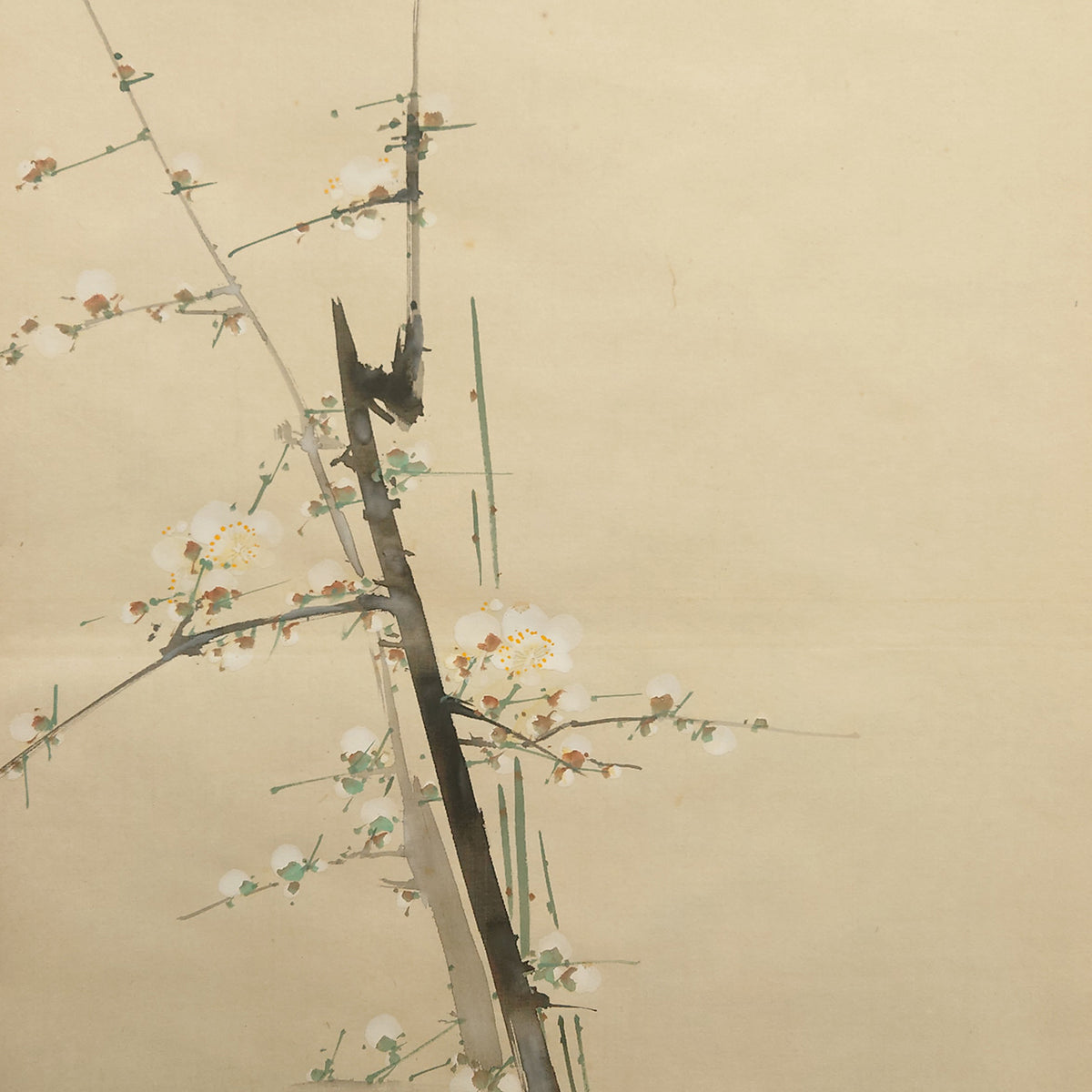 白梅 / White Plum